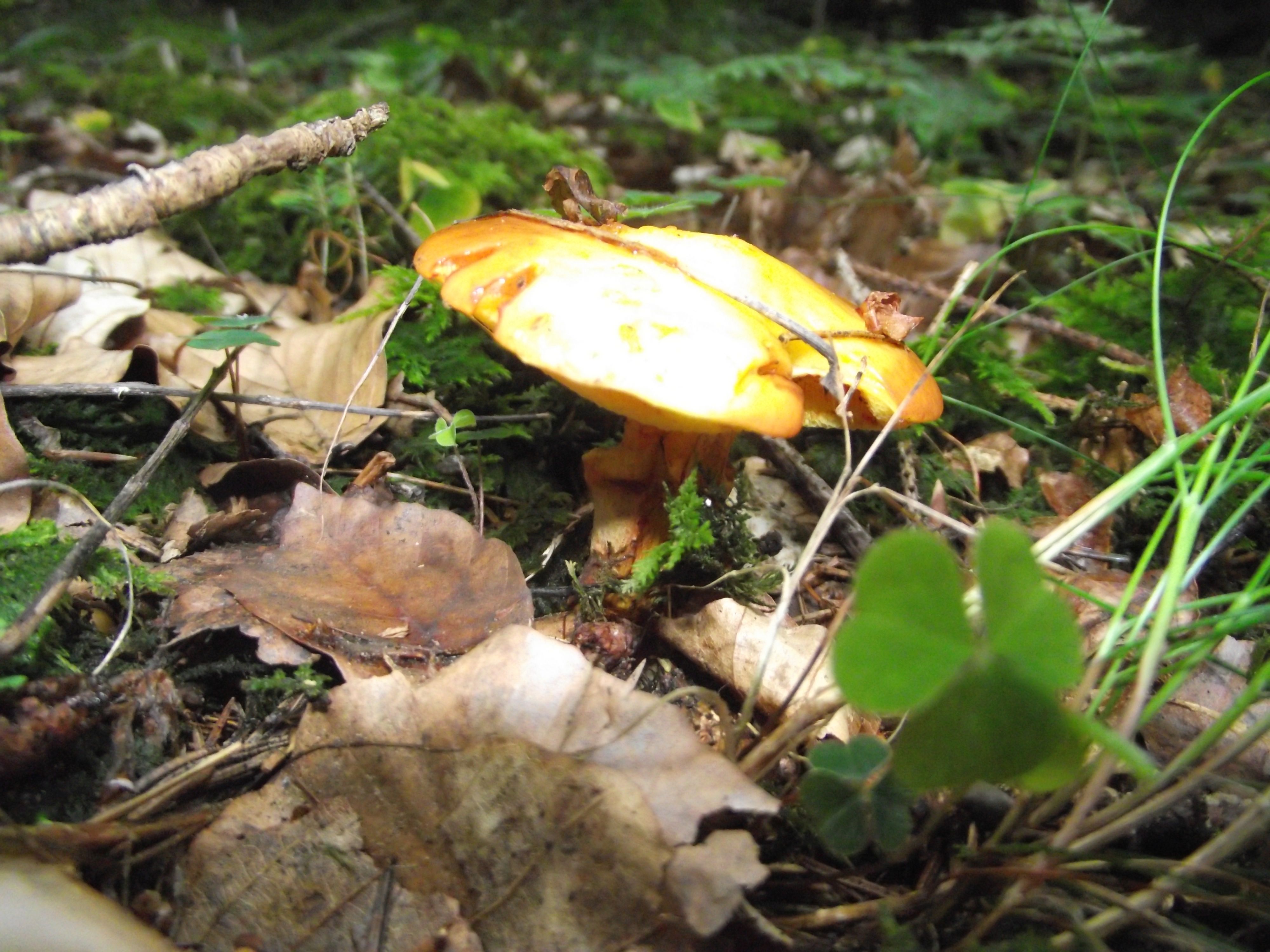 Goldgelber Lärchen-Röhrling